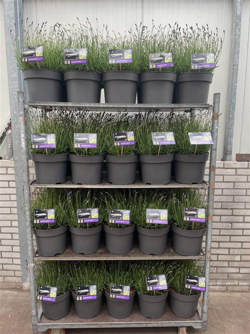 Lavandula ang. 'Hidcote' - C10